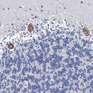 Anti-HSF2 antibody produced in rabbit 