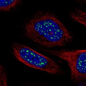 Anti-HSF4 antibody produced in rabbit 