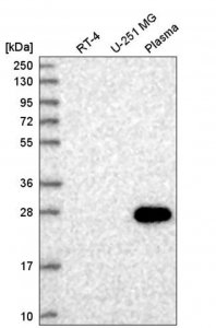 Anti-HSF4 antibody produced in rabbit 