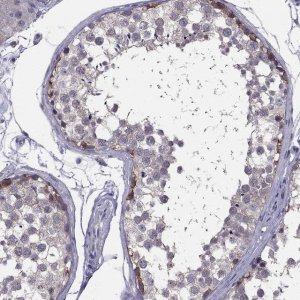 Anti-HSFX2 antibody produced in rabbit 