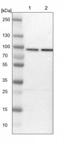 Anti-HSPA12B antibody produced in rabbit 