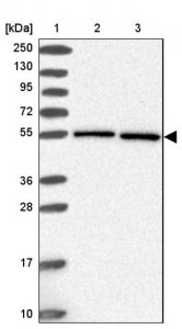 Anti-HSPA14 antibody produced in rabbit 