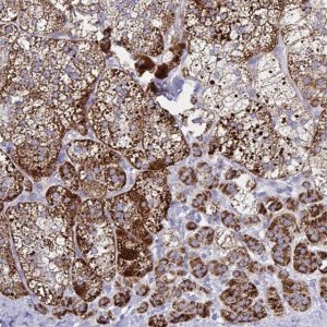 Anti-HSPE1 antibody produced in rabbit 