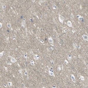 Anti-HTR1F antibody produced in rabbit 
