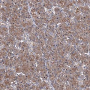 Anti-HTR3B antibody produced in rabbit 