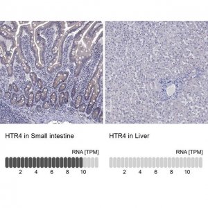 Anti-HTR4 antibody produced in rabbit 