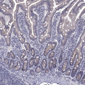 Anti-HTR4 antibody produced in rabbit 