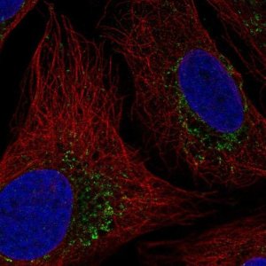 Anti-HTRA2 antibody produced in rabbit 