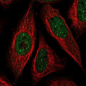Anti-ICE1 antibody produced in rabbit 