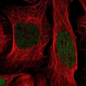 Anti-ID1 antibody produced in rabbit 