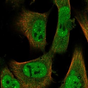 Anti-ID2 antibody produced in rabbit 