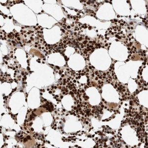 Anti-ID3 antibody produced in rabbit 