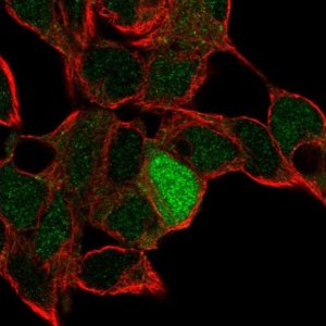 Anti-ID4 antibody produced in rabbit 