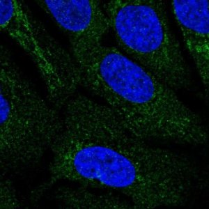 Anti-IDNK antibody produced in rabbit 
