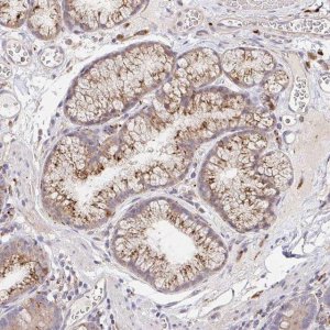 Anti-IDUA antibody produced in rabbit HPA046979-100UL