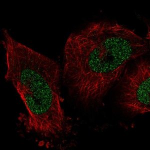 Anti-IER2 antibody produced in rabbit 