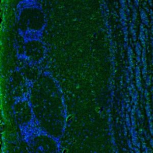 Anti-IER5 antibody produced in rabbit 