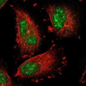 Anti-IER5L antibody produced in rabbit 