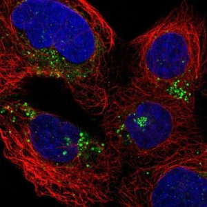 Anti-IFI30 antibody produced in rabbit 