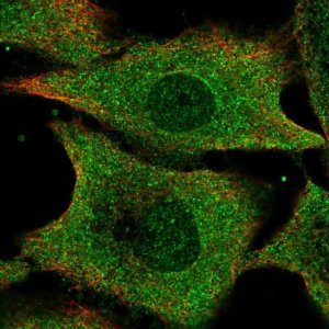 Anti-IFI35 antibody produced in rabbit 
