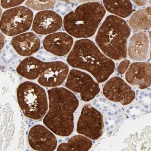 Anti-IFIT2 antibody produced in rabbit 