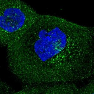 Anti-IFIT5 antibody produced in rabbit 