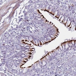 Anti-IFNA6 antibody produced in rabbit 