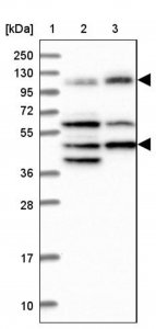 Anti-IFT122 antibody produced in rabbit 