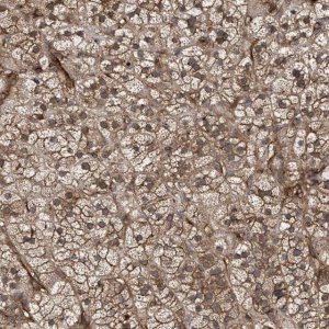 Anti-IFT20 antibody produced in rabbit 