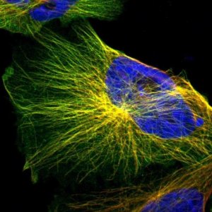 Anti-IFT20 antibody produced in rabbit 