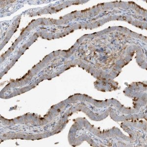 Anti-IFT57 antibody produced in rabbit HPA035514-100UL
