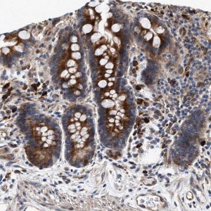 Anti-IFT74 antibody produced in rabbit 