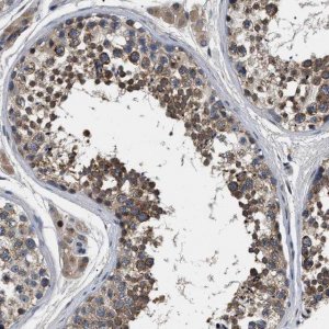 Anti-IFT81 antibody produced in rabbit 