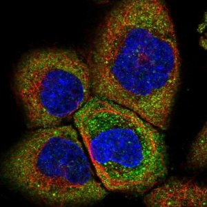 Anti-IGF2BP2 antibody produced in rabbit 
