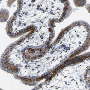 Anti-IGF2R antibody produced in rabbit 