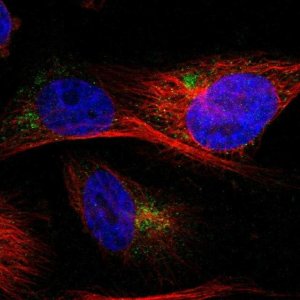 Anti-IGF2R antibody produced in rabbit 