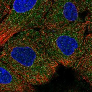 Anti-IGFL4 antibody produced in rabbit 