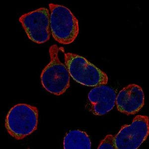 Anti-IGLL1 antibody produced in rabbit 