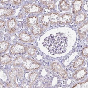 Anti-IGSF5 antibody produced in rabbit 