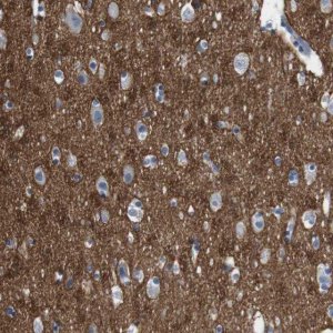 Anti-IGSF8 antibody produced in rabbit HPA011917-100UL