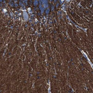 Anti-IGSF8 antibody produced in rabbit HPA011917-100UL