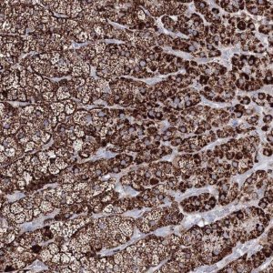 Anti-IGSF9 antibody produced in rabbit 