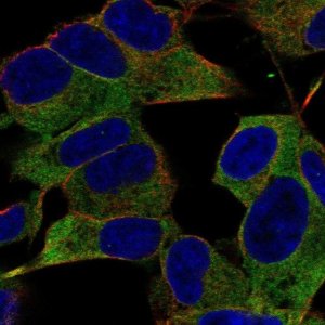 Anti-IGSF9B antibody produced in rabbit 