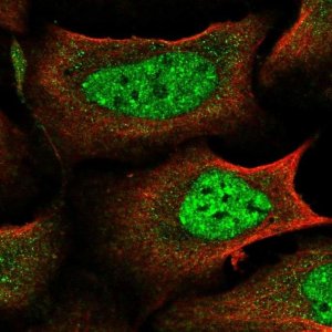 Anti-IKZF4 antibody produced in rabbit 