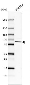 Anti-IKZF4 antibody produced in rabbit 
