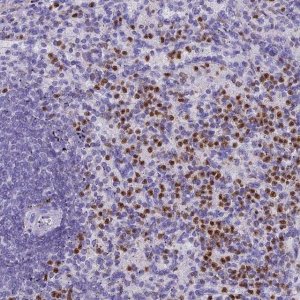 Anti-IL17B antibody produced in rabbit 