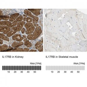 Anti-IL17RB antibody produced in rabbit HPA005482-100UL