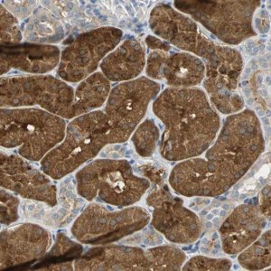 Anti-IL17RB antibody produced in rabbit HPA005482-100UL