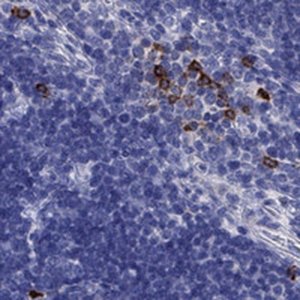 Anti-IL17REL antibody produced in rabbit 
