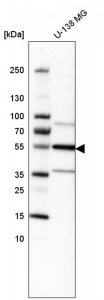 Anti-IL1R1 antibody produced in rabbit 